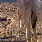 للبيع قعود بري وعلى حليب