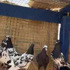 حمام باكستاني رامبوري اساسات