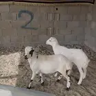 بهم صمع سمان