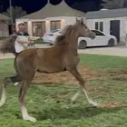 مهره واهو فاخره