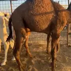 حشو لبنانيه طايشه