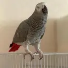 ذكر ببغاء كاسكو اليف (تم البيع) الله يبارك لراعيه