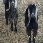 معزاء رباعيات
