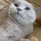 قطه سكوتش ستريت للتبني
