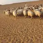 غنم نعيم 141 دفيع