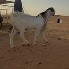 تيس كفو ومعرف