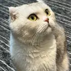 قط سكوتش فولد للتبني