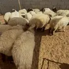 نعيم بلدي جبر للمناسبات تقييم 100 زبون تمارا