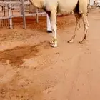 قعدان بواتل طيبة