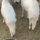 سواكني مرابي 5 شهور جذعان شرط