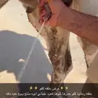 خلفه مصغر كفو