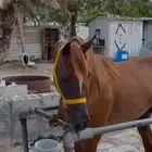 للبيع حصان عمره 3سنوات طوله بالمتر144