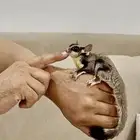 سنجاب الطائر