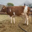 بقر منايح طيبات جدا