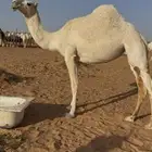 للبيع ضروبه عقابيه توها داخله ثنيه