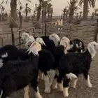 بهم نجد