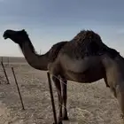 مجهم حايل