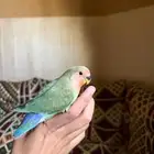 طيور روز اليفه جدا