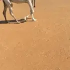 وضحا ضريبه كفو