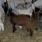 تيوس وعنقان