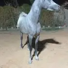 خيل