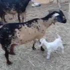 غنم العدد 15