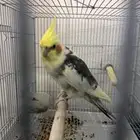 للبيع كروان البينو