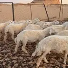 خرفان حريه