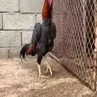 دجاج شامو ياباني