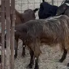 للبيع معزا ولد قبرسي