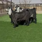 جفرات عوارض بالفحل خصصم