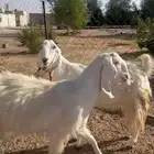 بيع أربع معزاء مشروكات مع الفحل