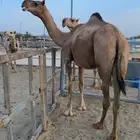 للبيع بكر حمرا