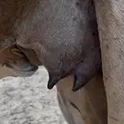 للبيع ابل خلفات حمر دم وسم واحد خوات بعض كفوو