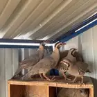 حجل سوري وقهد بري ووباره للبيع
