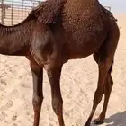 للبيع قعود فل شحم
