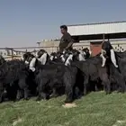 جذعات عوارض فااخره مميزه بالجروم الطيبه