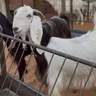 معزا دفيع فحص سونار 2 حصيب ووحده باقي لها حول شهرين