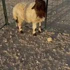 للبيع رخل