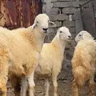 تأمين ذبائح 50 راس (( مطلوووب))