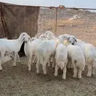 رخال مراح