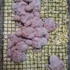 فروخ روز غار