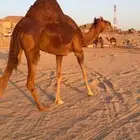 لقحه حمراء دم دهماء