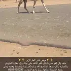 خلفه كفو حدرها بكره