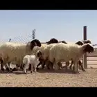 مراح نعيم صنف فاااخره متابيع ب فحولها