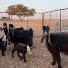 للبيع معزا خلفات