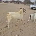 تيس فحل