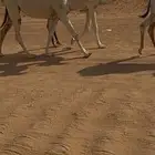 بكار وضح طيبات