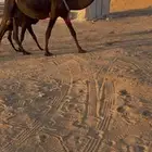 خلفه مجهم كفو