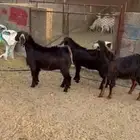 3 تيوس